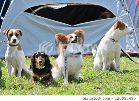 Walking with my dog 126083490