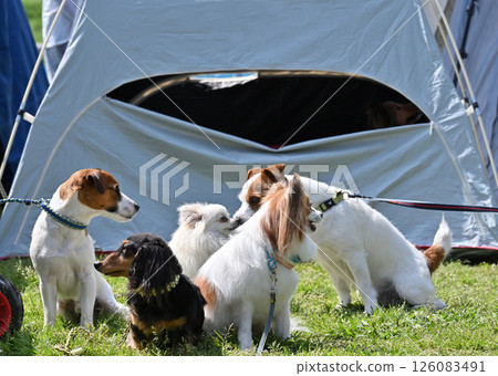 和我的狗一起散步 和我的狗一起散步 126083491