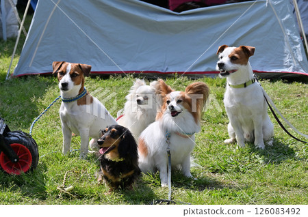 和我的狗一起散步 126083492