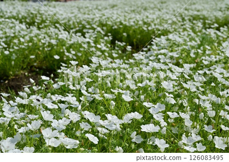 Nemophila flower field (Insignis White) 126083495