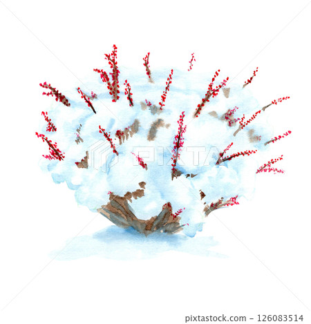 Snowy bush with red berries, shrub under heavy snow watercolor illustration isolated on white. Nature, winter clip art, landscape design elements. High quality perfect for cards, posters, books decor Snowy bush with red berries, shrub under heavy snow watercolor illustration isolated on white. Nature, winter clip art, landscape design elements. High quality perfect for cards, posters, books decor 126083514