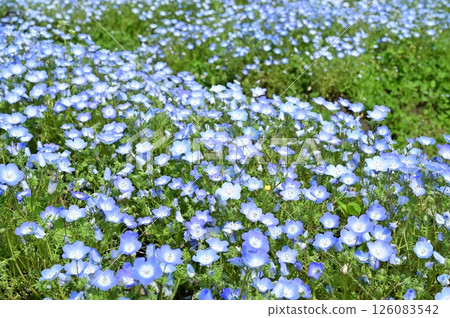Nemophila 花田 (Insignis Blue) 堇菜科 126083542