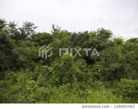 鬱鬱蔥蔥的綠色丘陵景觀。插圖風格的照片。 126083562