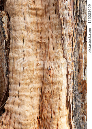 Close up of weathered eucalyptus tree bark showing intricate patterns and textures 126083609