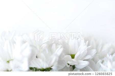 Elegant close-up of soft white daisies with delicate petals and a subtle green center 126083825