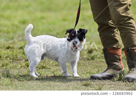 Jack Russell Terrier Walking Jack Russell Terrier Walking 126083902