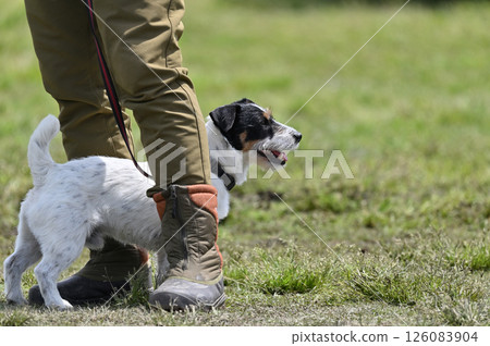 Jack Russell Terrier Walking Jack Russell Terrier Walking 126083904
