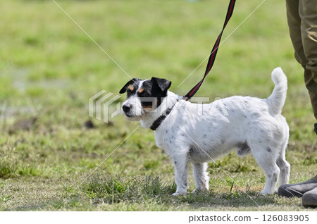 Jack Russell Terrier Walking Jack Russell Terrier Walking 126083905