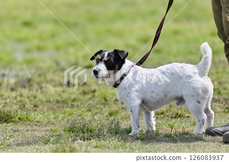 Jack Russell Terrier Walking Jack Russell Terrier Walking 126083937