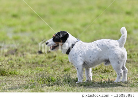 Looking at Jack Russell Terrier 126083985