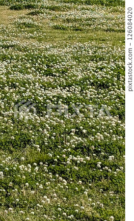White clover White clover 126084020