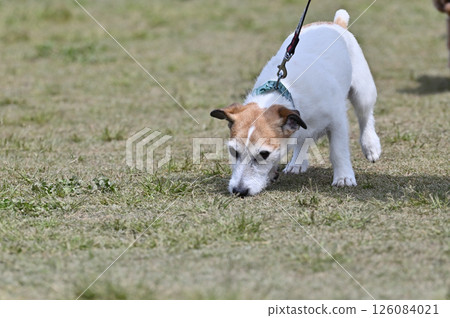 Jack Russell Terrier Walking Jack Russell Terrier Walking 126084021
