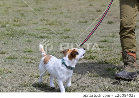 Jack Russell Terrier Walking Jack Russell Terrier Walking 126084022