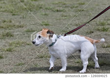 傑克羅素梗犬散步 126084025