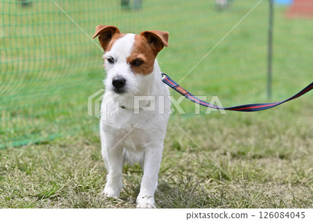 Jack Russell Terrier Jack Russell Terrier 126084045
