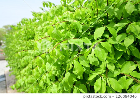 A deciduous shrub of the family Celastraceae A deciduous shrub of the family Celastraceae 126084046