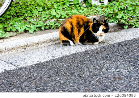 cat sitting on the road 126084098