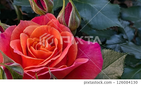 Roses Roses 126084130