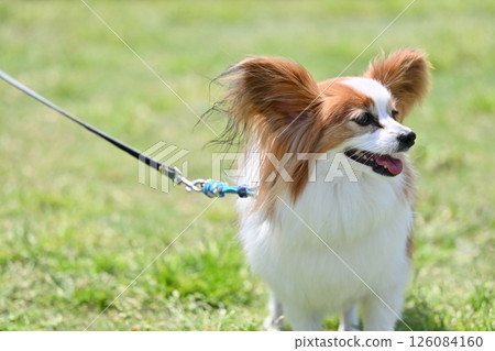 A cute smiling Papillon 126084160