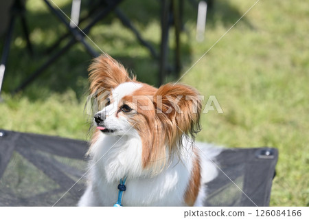 A cute smiling Papillon 126084166