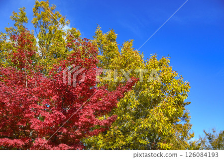 Autumn image: Autumn leaves shining against a blue sky 126084193