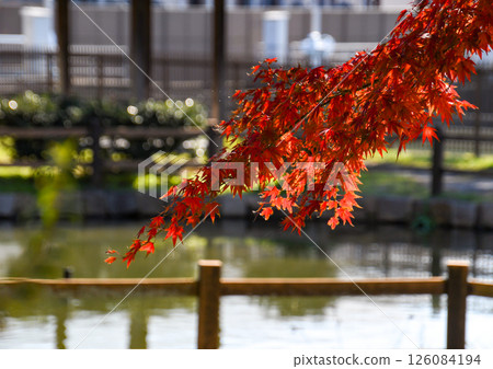 Autumn image ~ vividly colored maple Autumn image ~ vividly colored maple 126084194