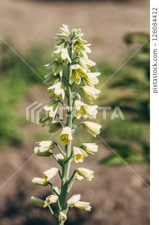 Blooming fritillaria persica Ivory Bells with creamy green flowers in garden 126084412