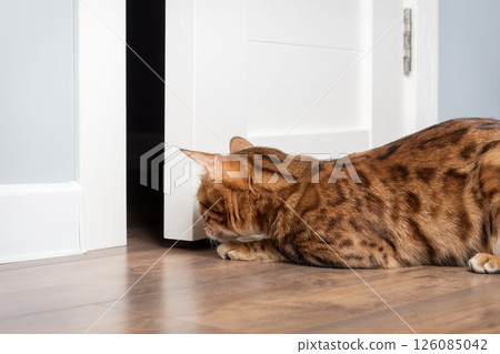 A Bengal cat peers through an open door. A Bengal cat peers through an open door. 126085042
