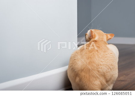 A curious Burmese cat peeks out from behind a blue wall 126085051