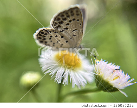 紅耳虹鱒棲息在Halgion的花朵上 126085232