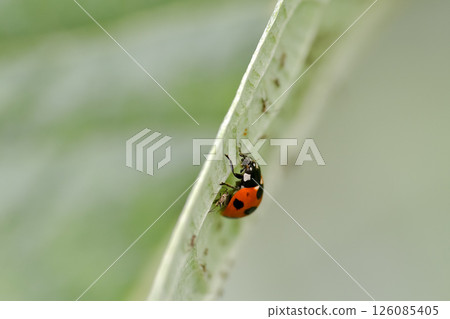 Nana Hoshi Tentou Nana Hoshi Tentou 126085405