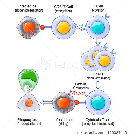 T-cell Activation and Response. Adaptive immunity. T-cell Activation and Response. Adaptive immunity. 126085443