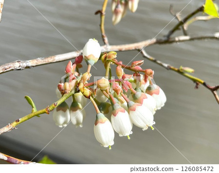 藍莓花連續盛開 881 藍莓花連續盛開 881 126085472