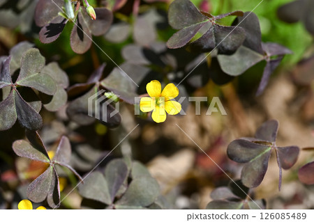 紅三葉草 126085489