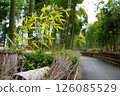 與竹林的風景 126085529