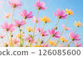 Vibrant pink and yellow wildflowers swaying gently against a clear blue sky 126085600