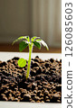 Sprouting plant timelapse showing growth progression in natural light 126085603