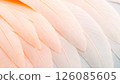 Closeup movement of delicate feather patterns in soft pastel shades 126085605