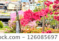 Azalea flowers and town 126085697