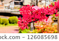 Azalea flowers and streetscape 126085698