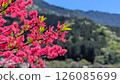 Azalea flowers and mountains 126085699