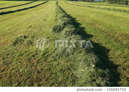 A field of grass with a row of hay in the middle 126085758