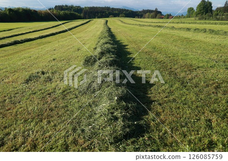 A field of grass with a row of hay in the middle 126085759