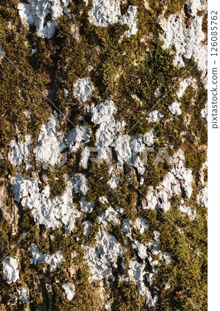 A tree trunk covered in moss and lichen 126085762