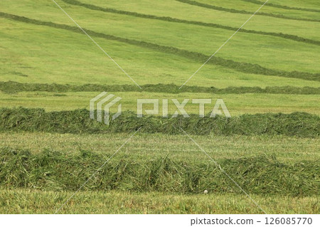 A field of grass with a row of weeds in the middle 126085770