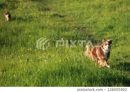 A brown and white dog runs through a field of tall grass 126085802