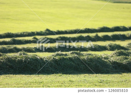 A field of grass with a row of hay bales in the foreground A field of grass with a row of hay bales in the foreground 126085810