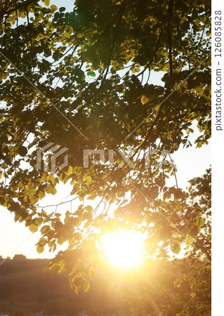 A tree with leaves is in the sun A tree with leaves is in the sun 126085828