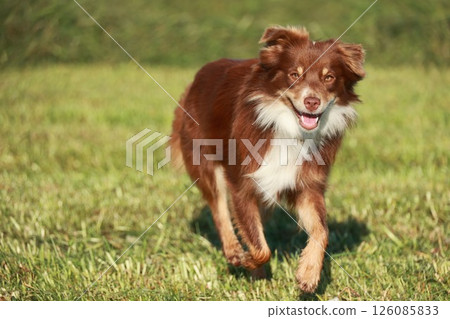 A brown and white dog is running in a grassy field A brown and white dog is running in a grassy field 126085833