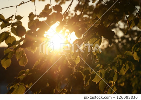 The sun is shining through the leaves of a tree, creating a warm The sun is shining through the leaves of a tree, creating a warm 126085836